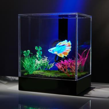 The Holographic Fish Tank